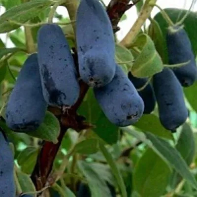 Жимолость съедобная ВОЛХОВА — описание сорта Жимолость съедобная ВОЛХОВА в Москве