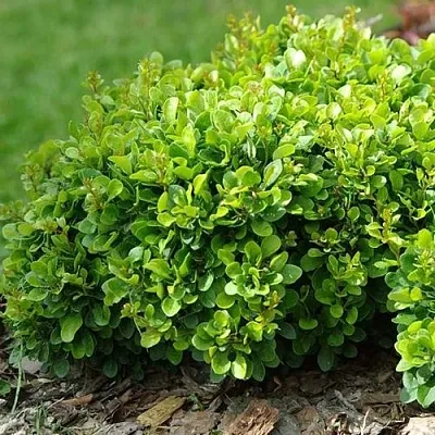 Барбарис КОБОЛЬД тунберга  Барбарис КОБОЛЬД тунберга в Москве