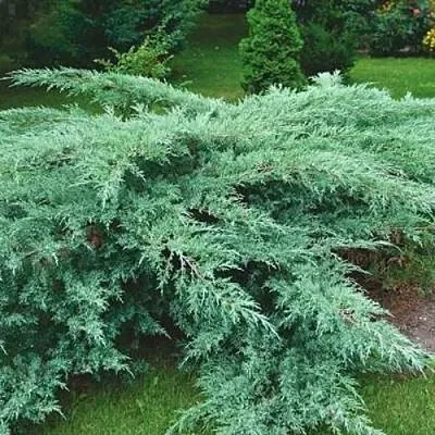 Можжевельник ГРЕЙ ОУЛ виргинский  Можжевельник ГРЕЙ ОУЛ виргинский в Москве