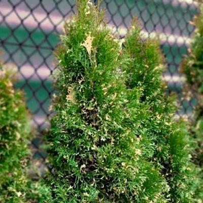 Туя СМАРАГД ВАРИЕГАТА западная в Москве