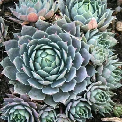 Молодило БЛЮ СТАР в Москве