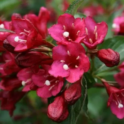 Вейгела ЕВА РАТКЕ — описание сорта Вейгела ЕВА РАТКЕ в Москве