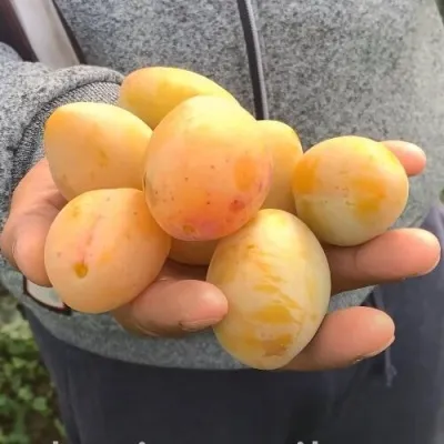 Слива ЯХОНТОВАЯ — описание сорта Слива ЯХОНТОВАЯ в Москве