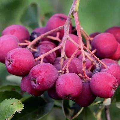 Рябина ДЕСЕРТНАЯ МИЧУРИНА сладкоплодная  Рябина ДЕСЕРТНАЯ МИЧУРИНА сладкоплодная в Москве