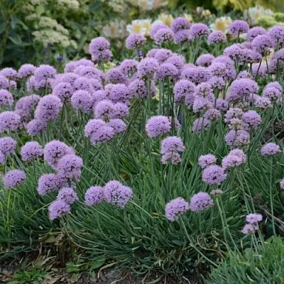 Лук ЛИЗА БЛЮ стареющий  Лук ЛИЗА БЛЮ стареющий в Москве