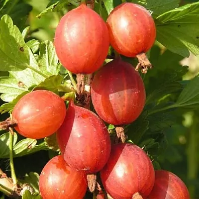 Крыжовник МАШЕКА  Крыжовник МАШЕКА в Москве