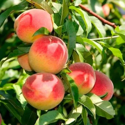 Персик ДИВНЫЙ — описание сорта Персик ДИВНЫЙ в Москве