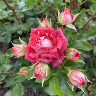 Саженцы роз ТИРАМИСУ спрей — описание сорта Саженцы роз ТИРАМИСУ спрей в Москве