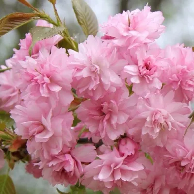 Сакура РОЗЕА ПЛЕНА — описание сорта Сакура РОЗЕА ПЛЕНА в Москве