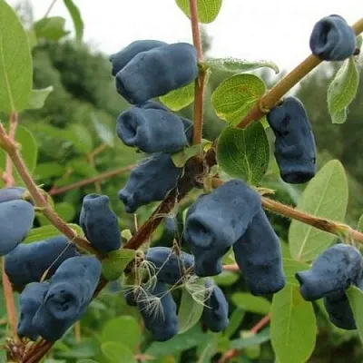 Жимолость съедобная ПУШКИНСКАЯ  Жимолость съедобная ПУШКИНСКАЯ в Москве