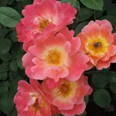 Саженцы роз ГЕРЦОГИНЯ ФРЕДЕРИКА шраб в Москве