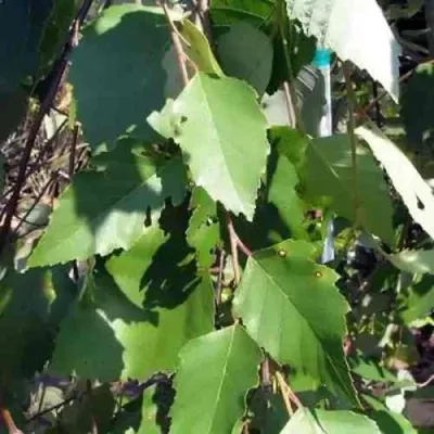 Береза САММЕР КАСКАД черная в Москве