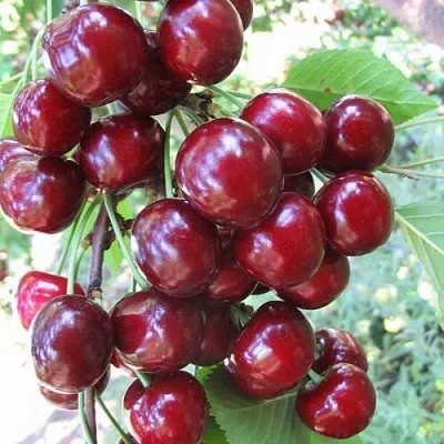 Черешня ОДРИНКА в Москве