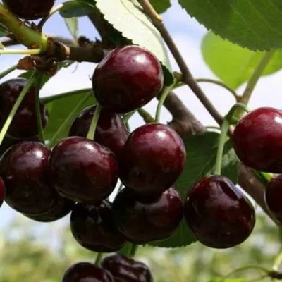 Дюк ИВАНОВНА в Москве