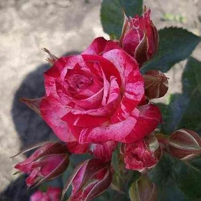 Саженцы роз ФАЙЕР ВОРКС миниатюрная  Саженцы роз ФАЙЕР ВОРКС миниатюрная в Москве