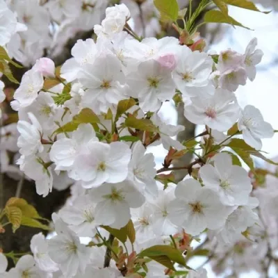 Сакура САНСЕТ БУЛЕВАРД — описание сорта Сакура САНСЕТ БУЛЕВАРД в Москве