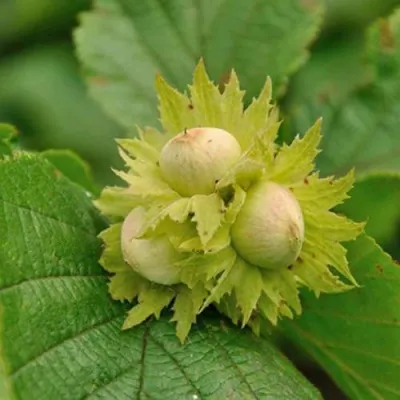 Фундук ПИРОЖОК — описание сорта Фундук ПИРОЖОК в Москве