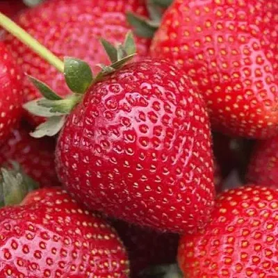 Клубника СЕЛЬВА ремонтантная — описание сорта Клубника СЕЛЬВА ремонтантная в Москве