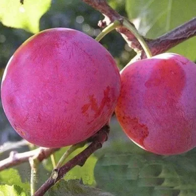 Слива ДЕЛИКАТНАЯ — описание сорта Слива ДЕЛИКАТНАЯ в Москве