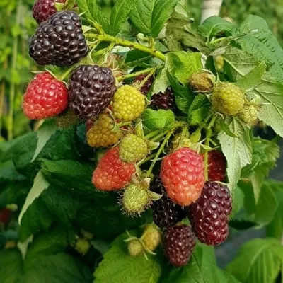 Малина БЛЭК ПОЛЬКА (ХЕБАН) — описание сорта Малина БЛЭК ПОЛЬКА (ХЕБАН) в Москве