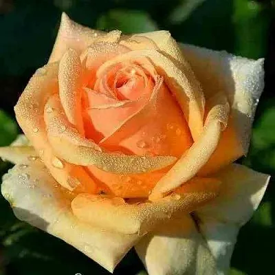 Саженцы роз ГЕЙША чайно-гибридная  Саженцы роз ГЕЙША чайно-гибридная в Москве