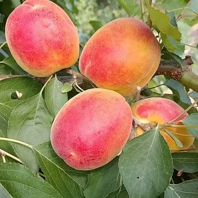 Абрикос ОСОБЕННЫЙ ДЕНИСЮКА в Москве