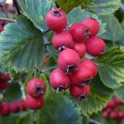 Боярышник АРНОЛЬДА — описание сорта Боярышник АРНОЛЬДА в Москве