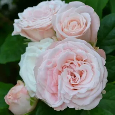 Саженцы роз БОМБАСТИК спрей в Москве