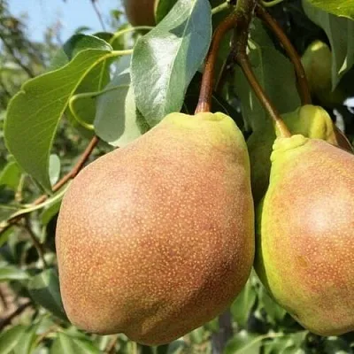 саженцы груши