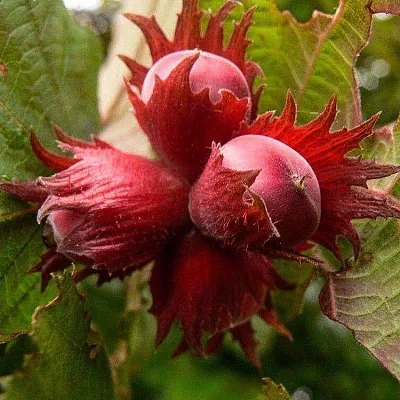 Фундук в Москве