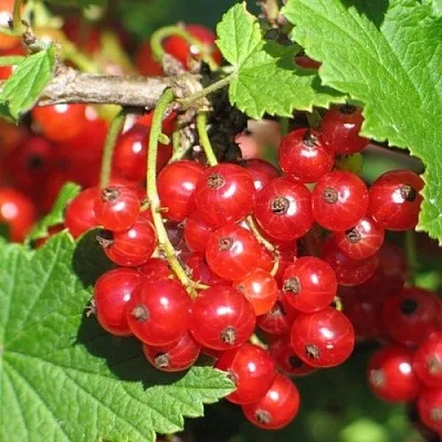 Смородина красная РАЧКОВСКАЯ  Смородина красная РАЧКОВСКАЯ в Москве