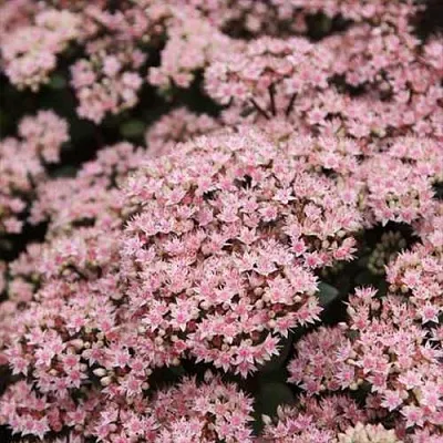 Очиток Матрона Очиток Матрона