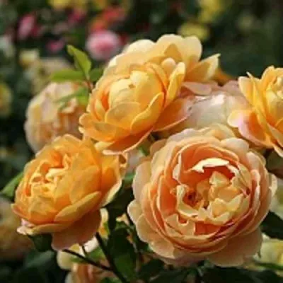 Саженцы роз ГОЛДЕН СЕЛЕБРЕЙШЕН английская — описание сорта Саженцы роз ГОЛДЕН СЕЛЕБРЕЙШЕН английская в Москве