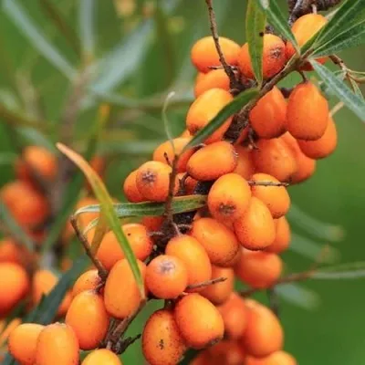 Облепиха АЛТАЙСКАЯ — описание сорта Облепиха АЛТАЙСКАЯ в Москве