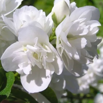 Жасмин ЖИРАНДОЛЬ — описание сорта Жасмин ЖИРАНДОЛЬ в Москве