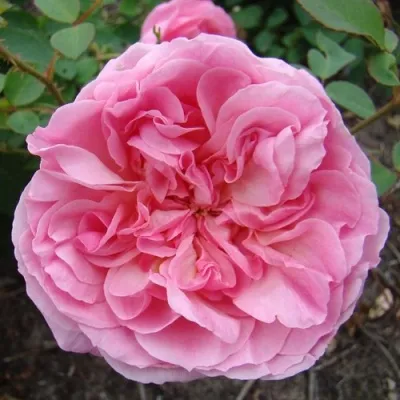 Саженцы роз ХАЙДИ ХОЛЛ английская — описание сорта Саженцы роз ХАЙДИ ХОЛЛ английская в Москве