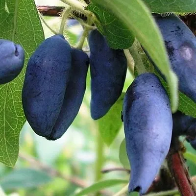 Жимолость съедобная в Москве