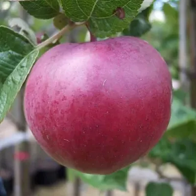 Яблоня НОРИС  Яблоня НОРИС в Москве