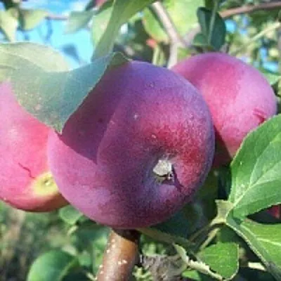 Яблоня СЕРЕБРЯНОЕ КОПЫТЦЕ  Яблоня СЕРЕБРЯНОЕ КОПЫТЦЕ в Москве
