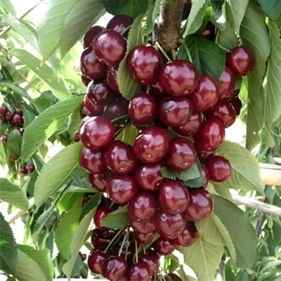 Черешня СИЛЬВИЯ колоновидная в Москве