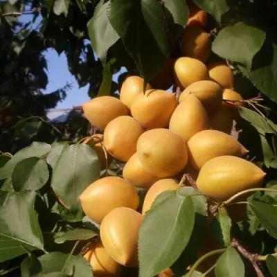 Абрикос МАНИТОБА в Москве