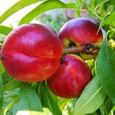 Нектарин в Москве