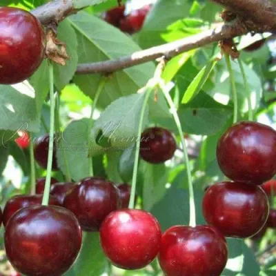 Дюк ИВАНОВНА в Москве