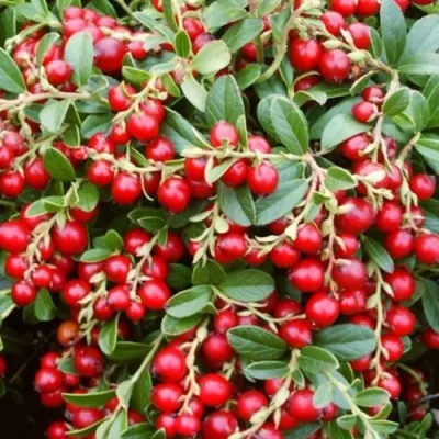 Брусника садовая МИСС ЧЕРРИ в Москве