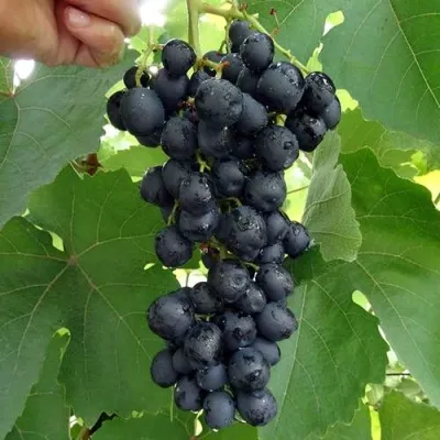 Виноград КИШМИШ АТТИКА в Москве