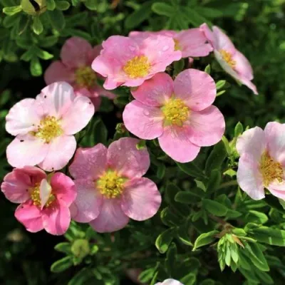 Лапчатка ЛАВЛИ ПИНК кустарниковая — описание сорта Лапчатка ЛАВЛИ ПИНК кустарниковая в Москве