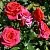 Саженцы роз МИРАБЕЛЬ спрей в Москве