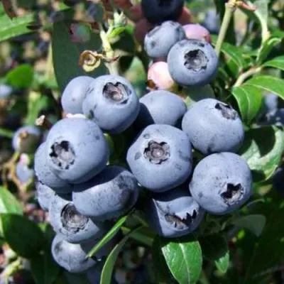 Голубика НОРТБЛЮ — описание сорта Голубика НОРТБЛЮ в Москве