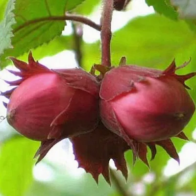 Фундук АЙВЕНГО  Фундук АЙВЕНГО в Москве