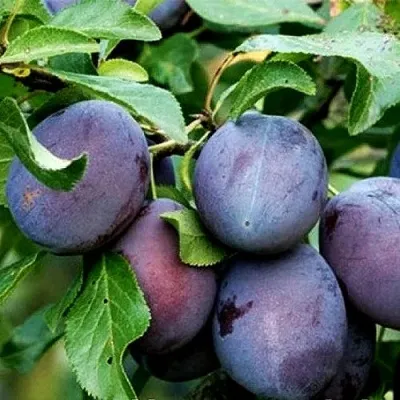 Слива ВЕНГЕРКА БЕЛОРУССКАЯ в Москве